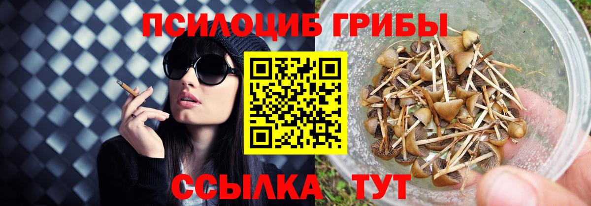 Псилоцибиновые грибы прущие грибы  Вход с VPN  Майкоп 